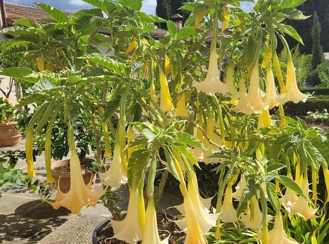 Agriturismo San Leo *