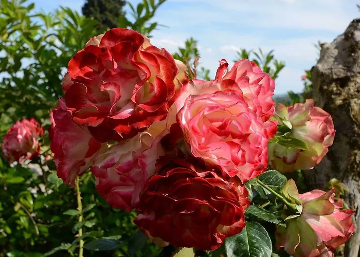 Agriturismo San Leo 팜스테이 필리네발다르노