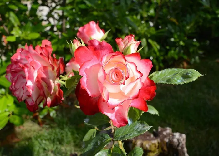 Agriturismo San Leo 팜스테이 *